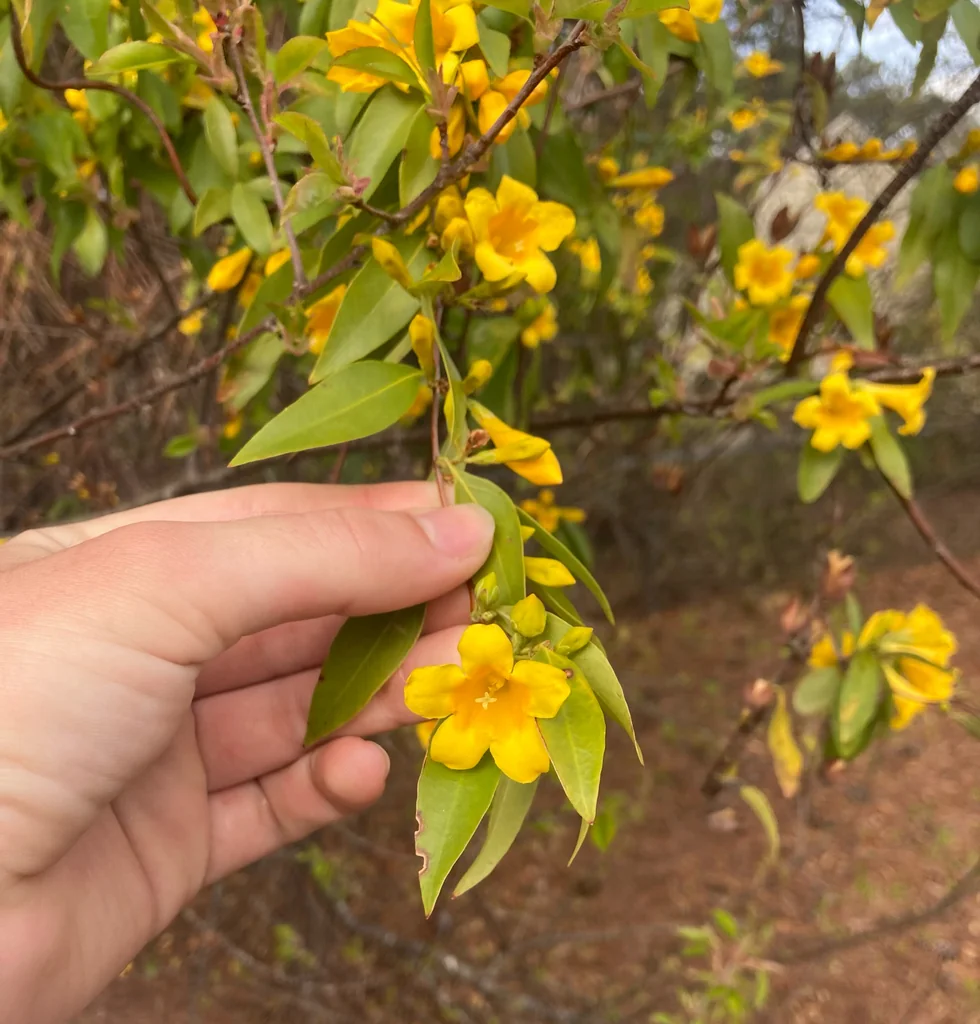 Gelsemium Sempervirens
