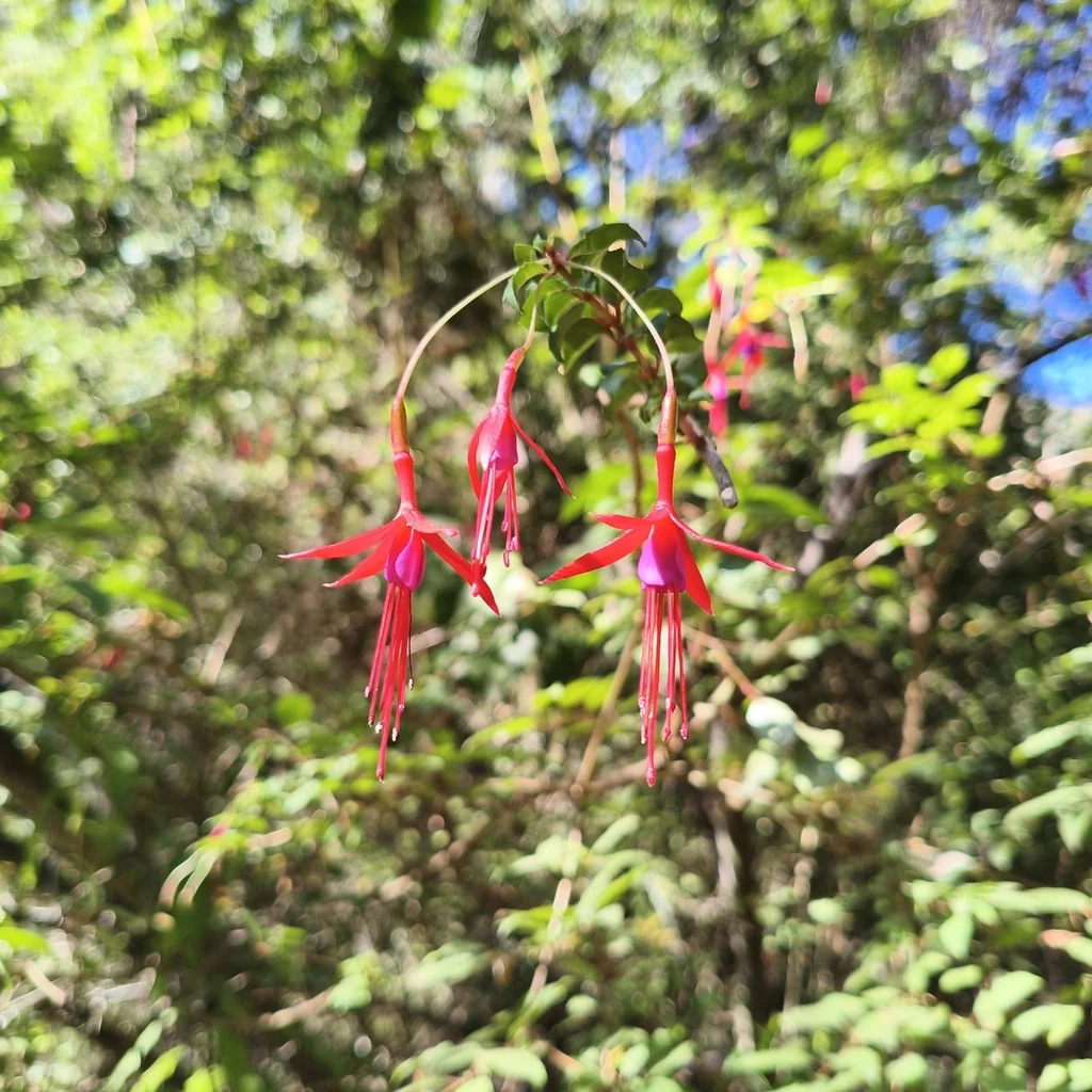 Fuchsia Magellanica