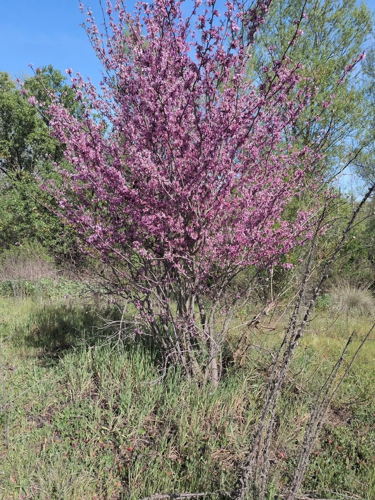 Cercis Occidentalis