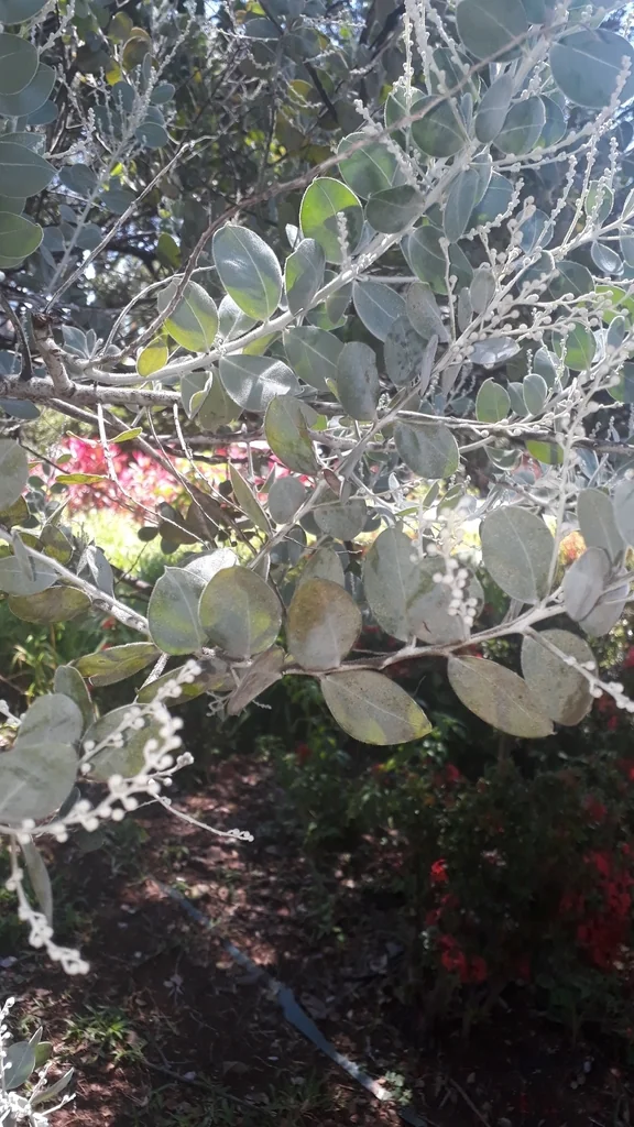 Acacia Podalyriifolia