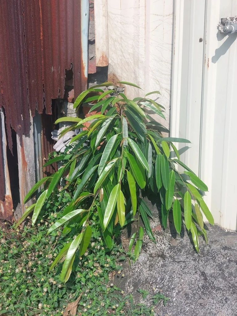 Ficus Maclellandii