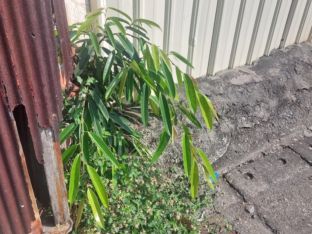 Ficus Maclellandii