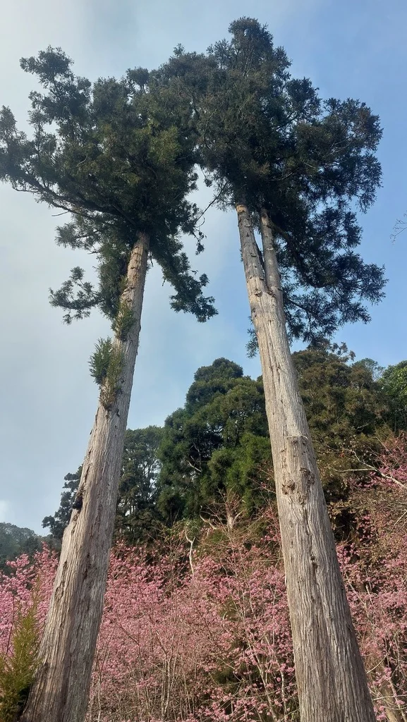 Cryptomeria Japonica