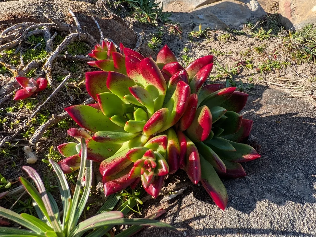 Dudleya Farinosa