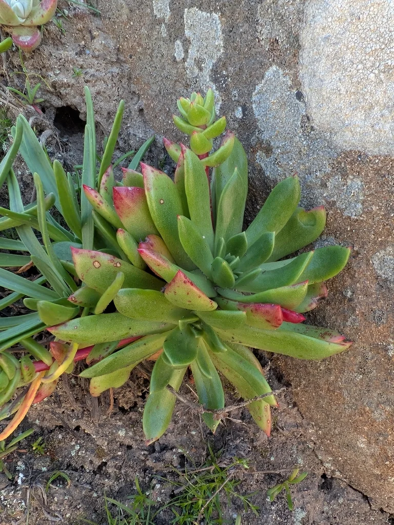 Dudleya Farinosa