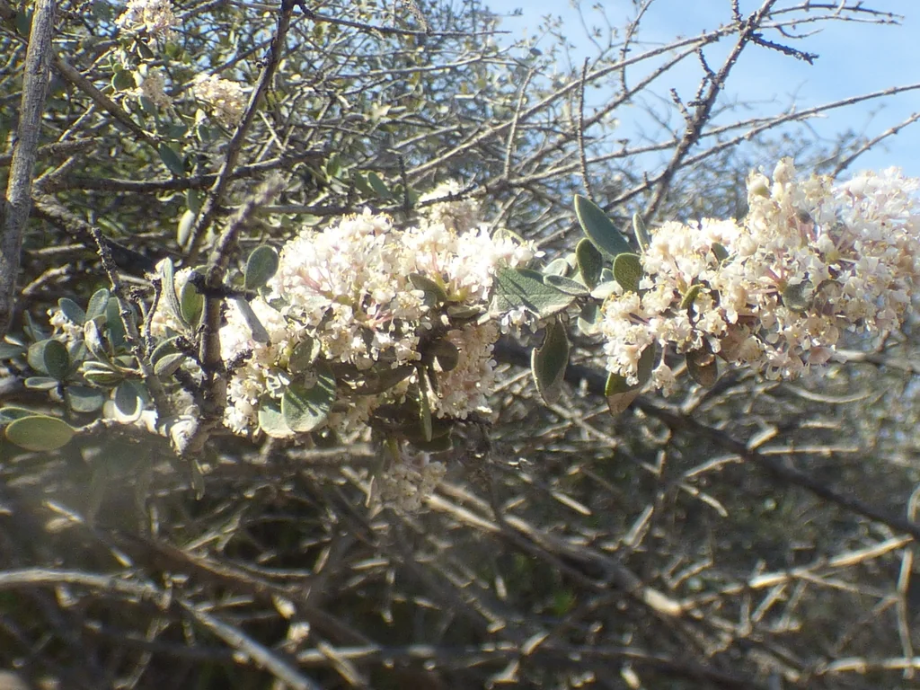 Ceanothus Integerrimus