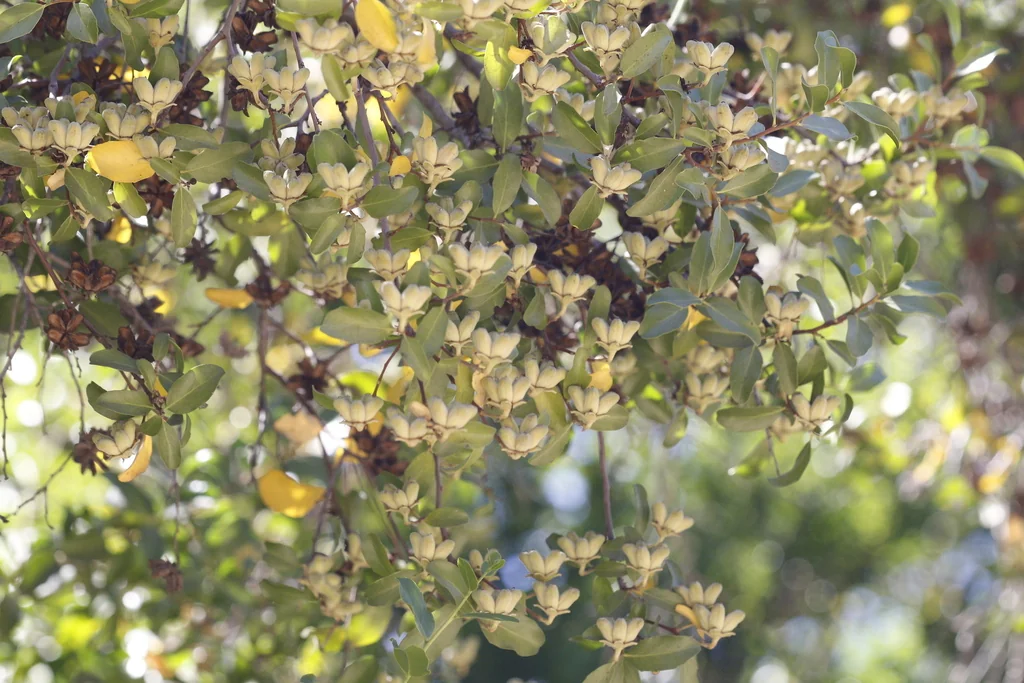 Quillaja Saponaria
