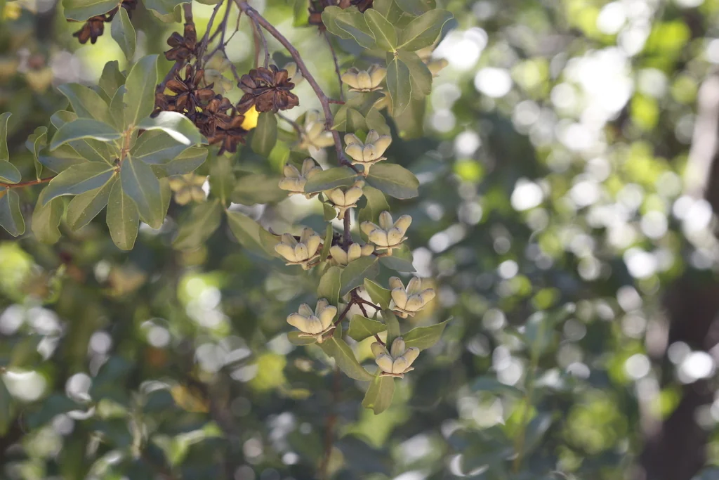 Quillaja Saponaria
