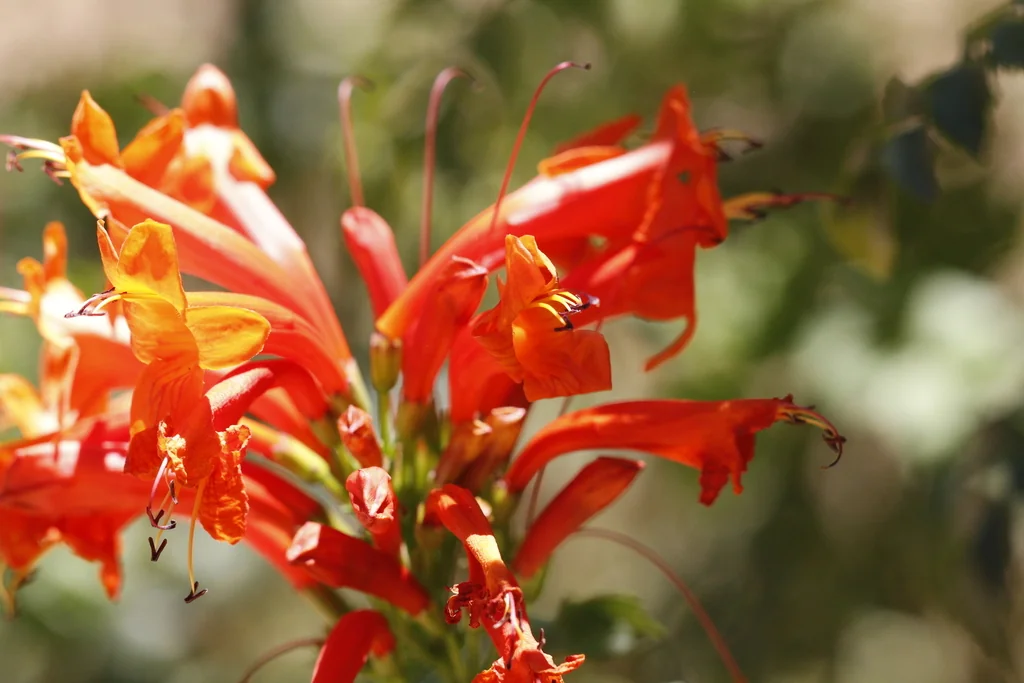 Tecoma Capensis