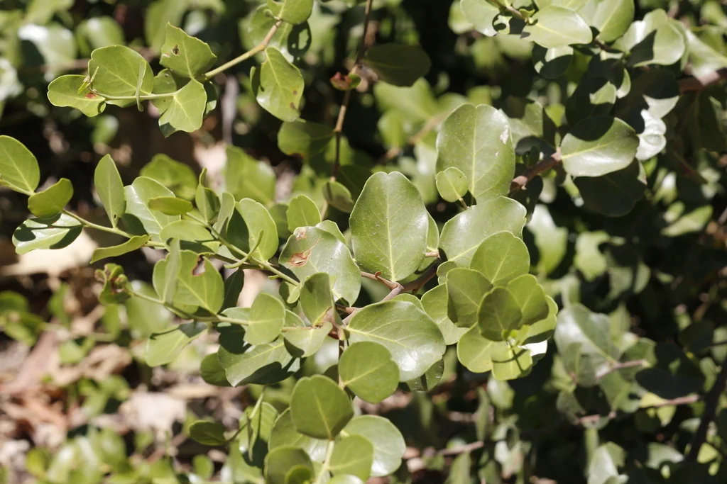 Quillaja Saponaria