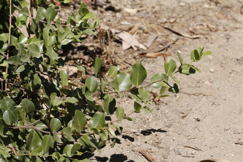 Quillaja Saponaria