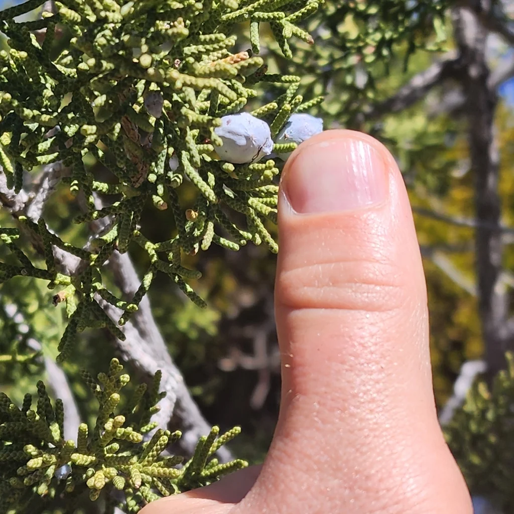 Juniperus Californica