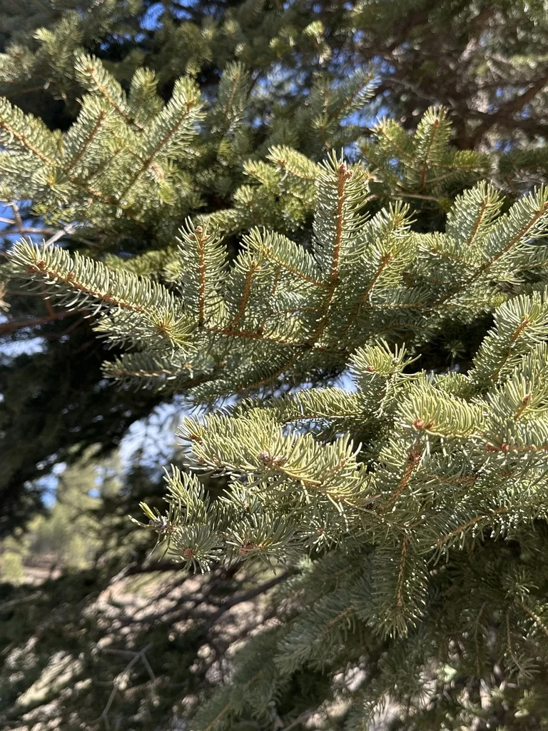 Picea Pungens