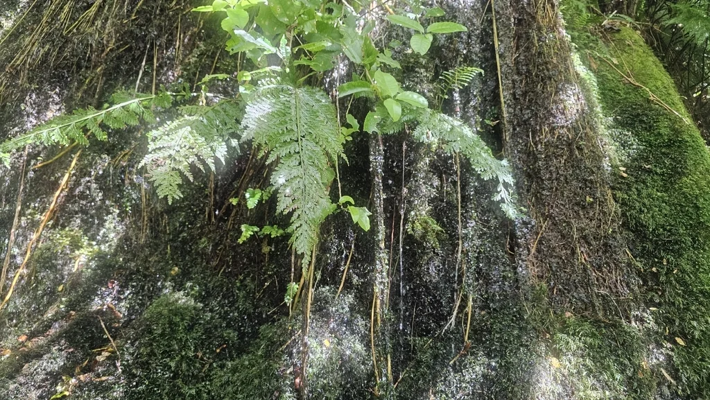 Asplenium Bulbiferum