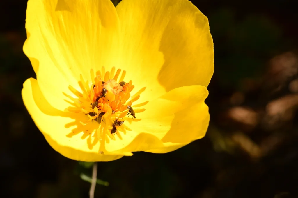 Hunnemannia Fumariifolia