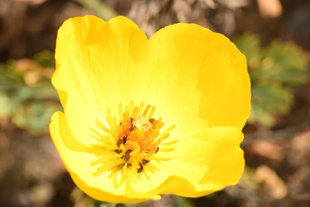 Hunnemannia Fumariifolia