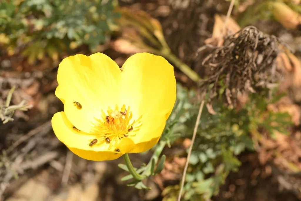 Hunnemannia Fumariifolia