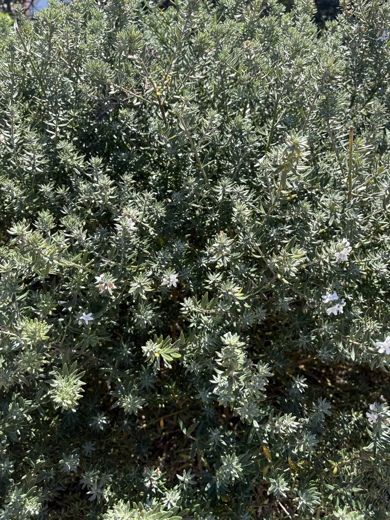 Westringia fruticosa