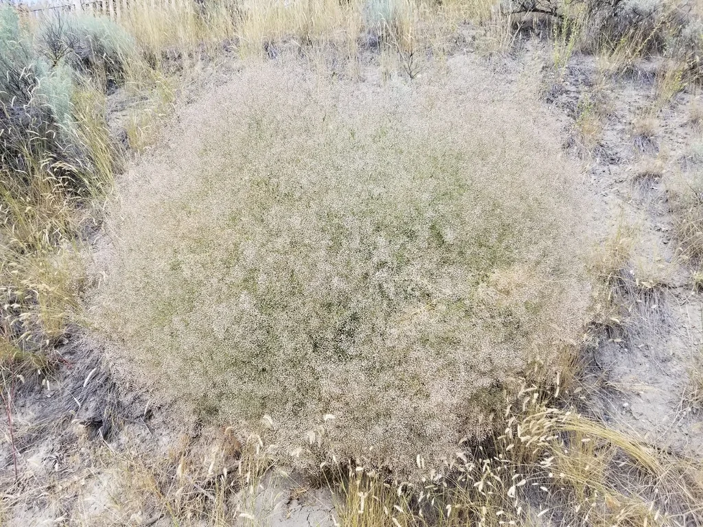 Gypsophila paniculata