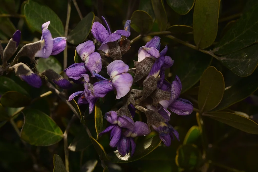 Sophora Secundiflora
