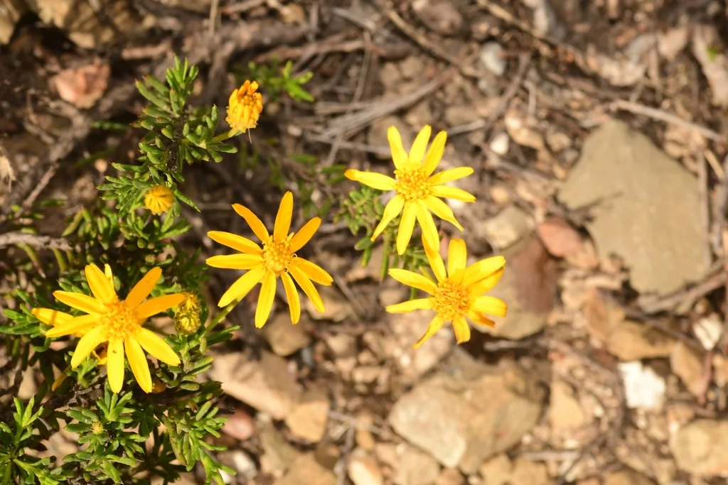 Chrysactinia Mexicana