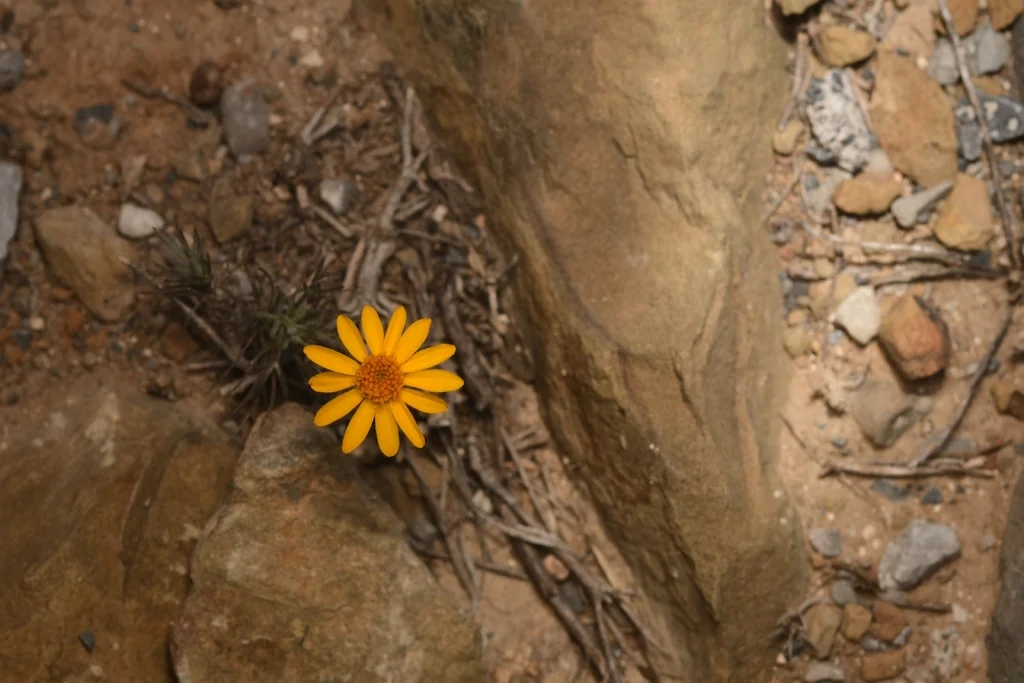 Chrysactinia Mexicana