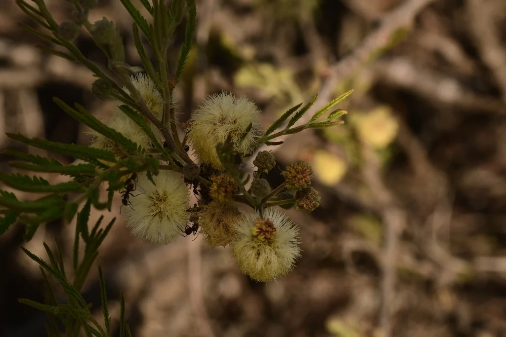 Acacia Berlandieri