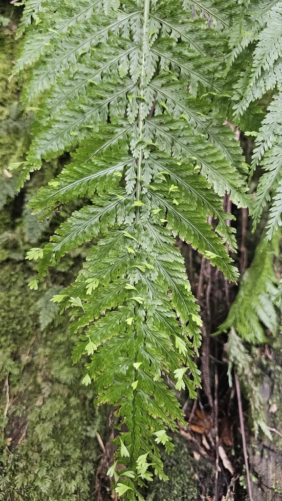 Asplenium Bulbiferum
