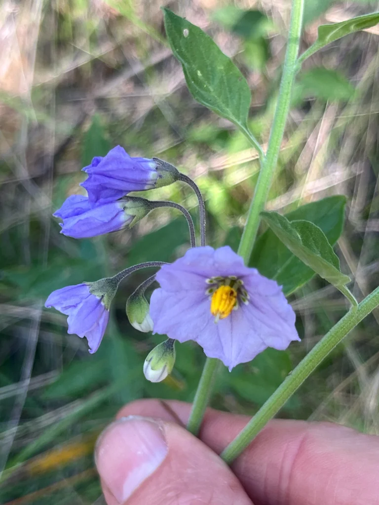 Solanum Umbelliferum
