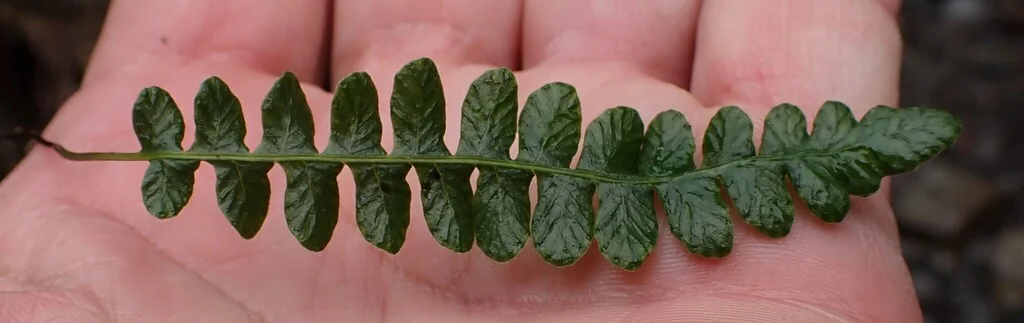 Blechnum Penna-Marina