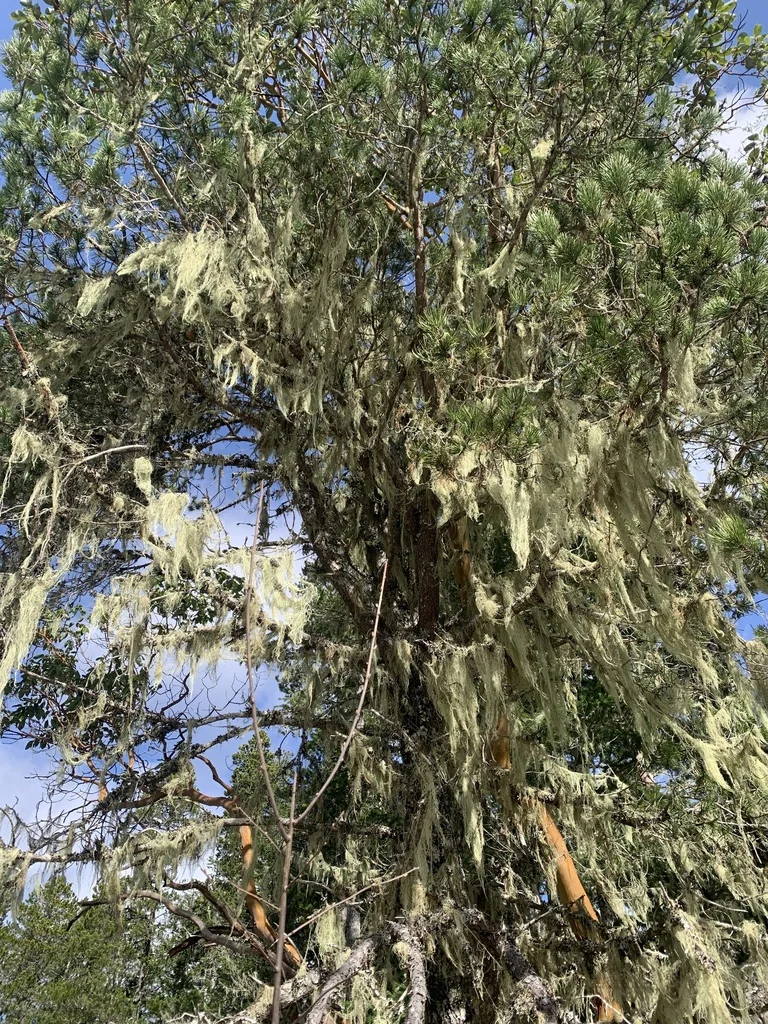 Pinus Contorta Var. Contorta