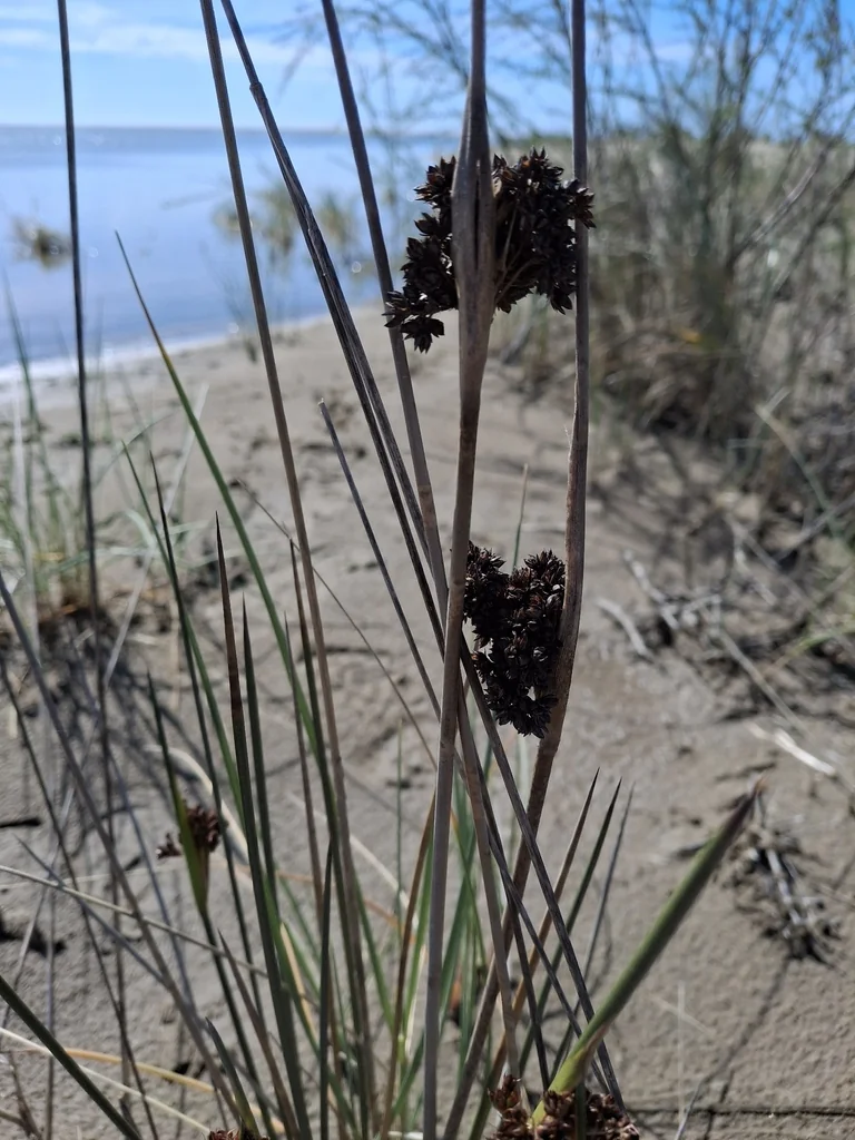 Juncus Acutus