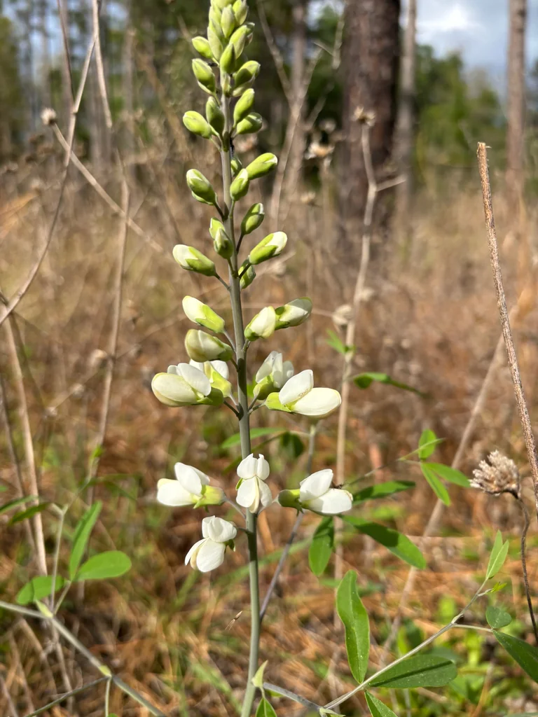 Baptisia Alba