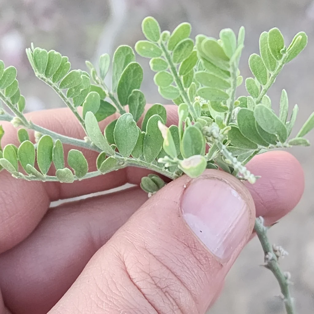 Olneya Tesota