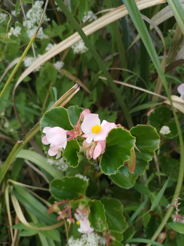 Begonia semperflorens