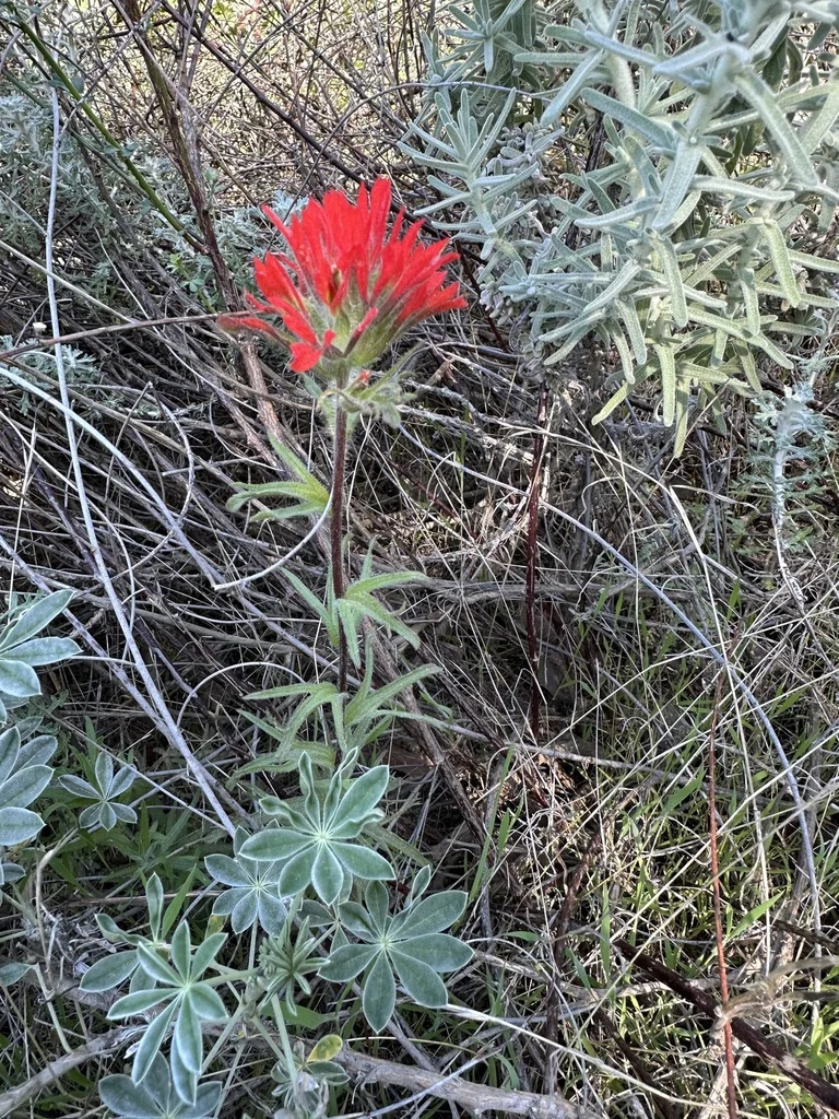 Castilleja Affinis