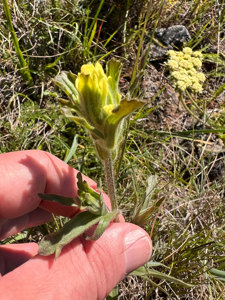 Castilleja Affinis