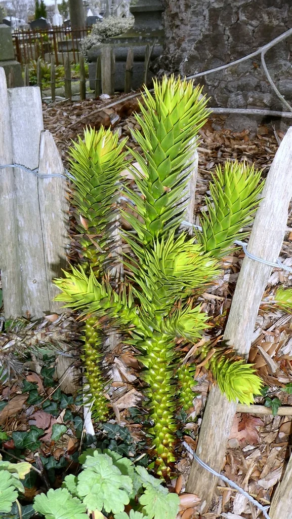 Araucaria Araucana