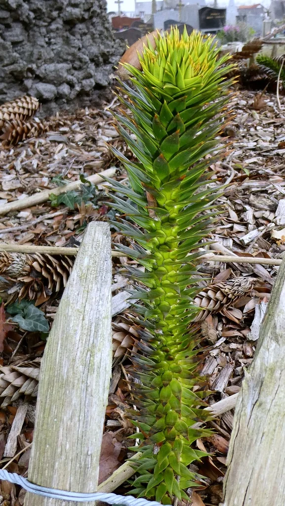 Araucaria Araucana