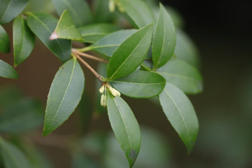 Osmanthus X Burkwoodii