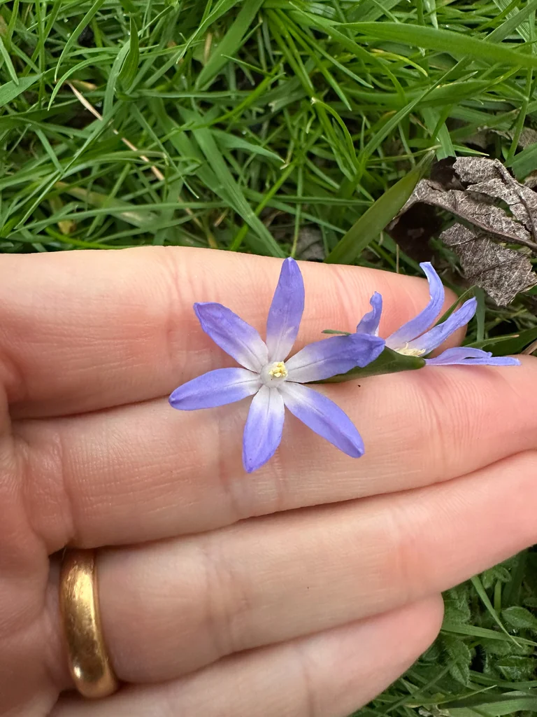 Chionodoxa Forbesii