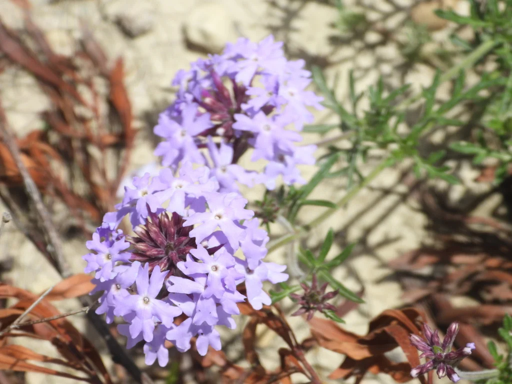 Verbena Tenuisecta