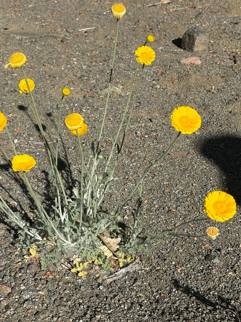 Baileya Multiradiata