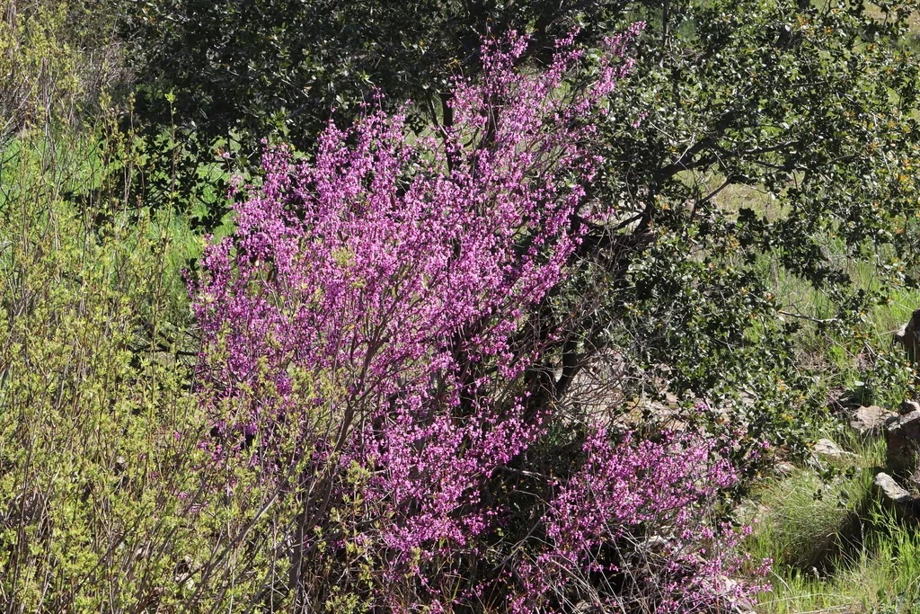 Cercis Occidentalis