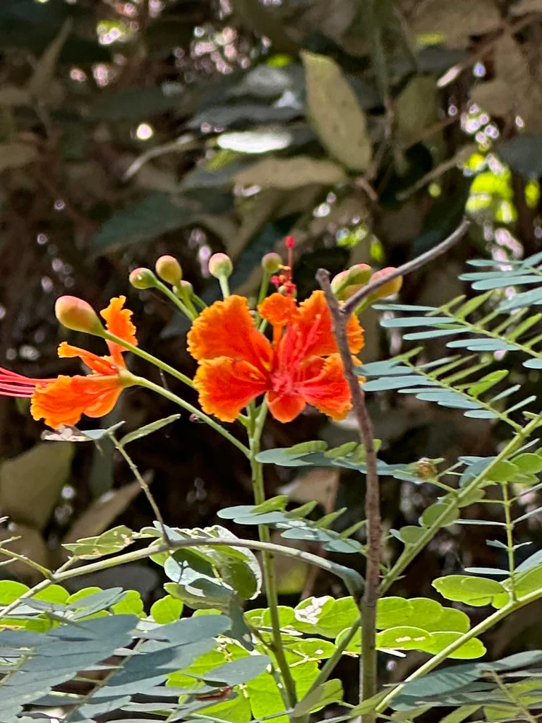 Caesalpinia Pulcherrima