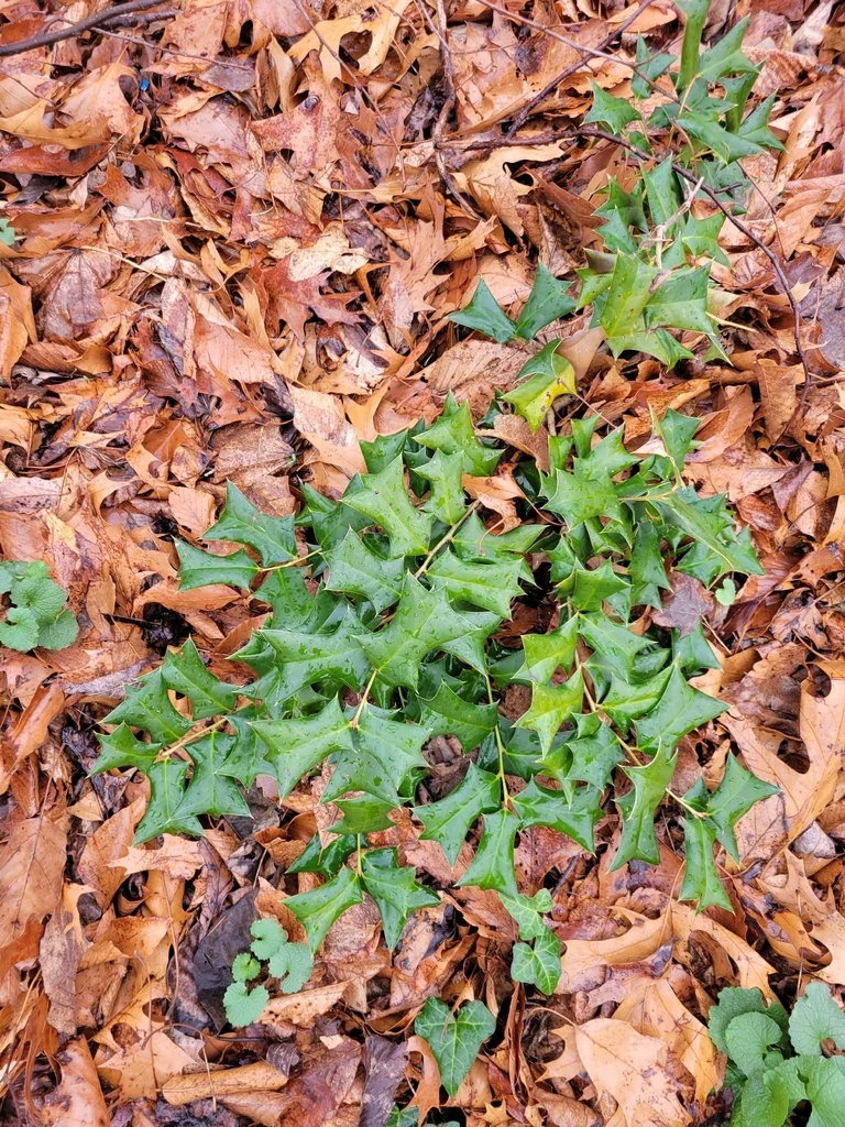 Ilex Cornuta