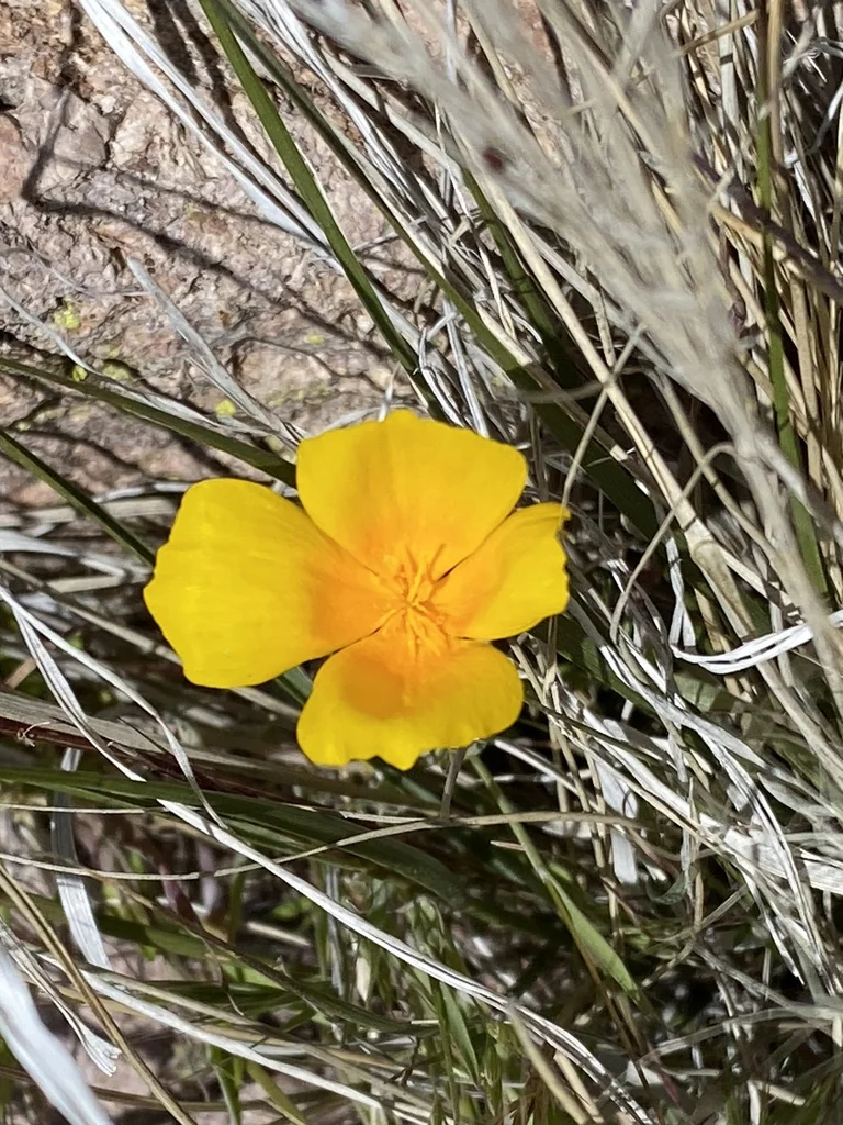 Eschscholzia Mexicana