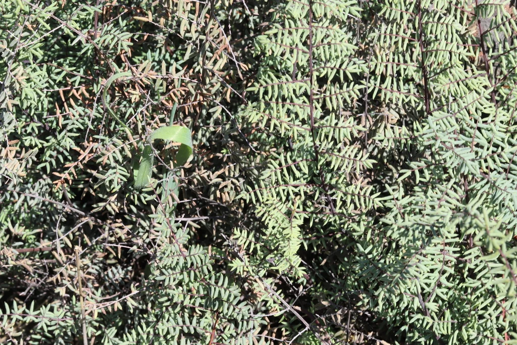 Pellaea Mucronata