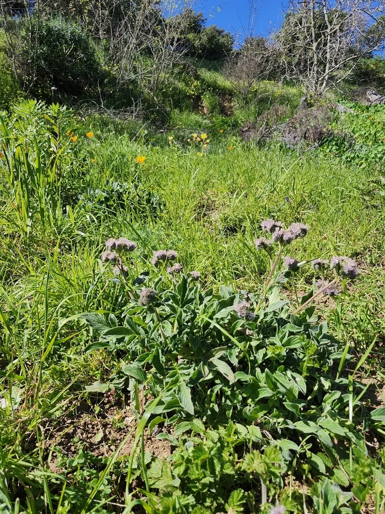 Phacelia Californica