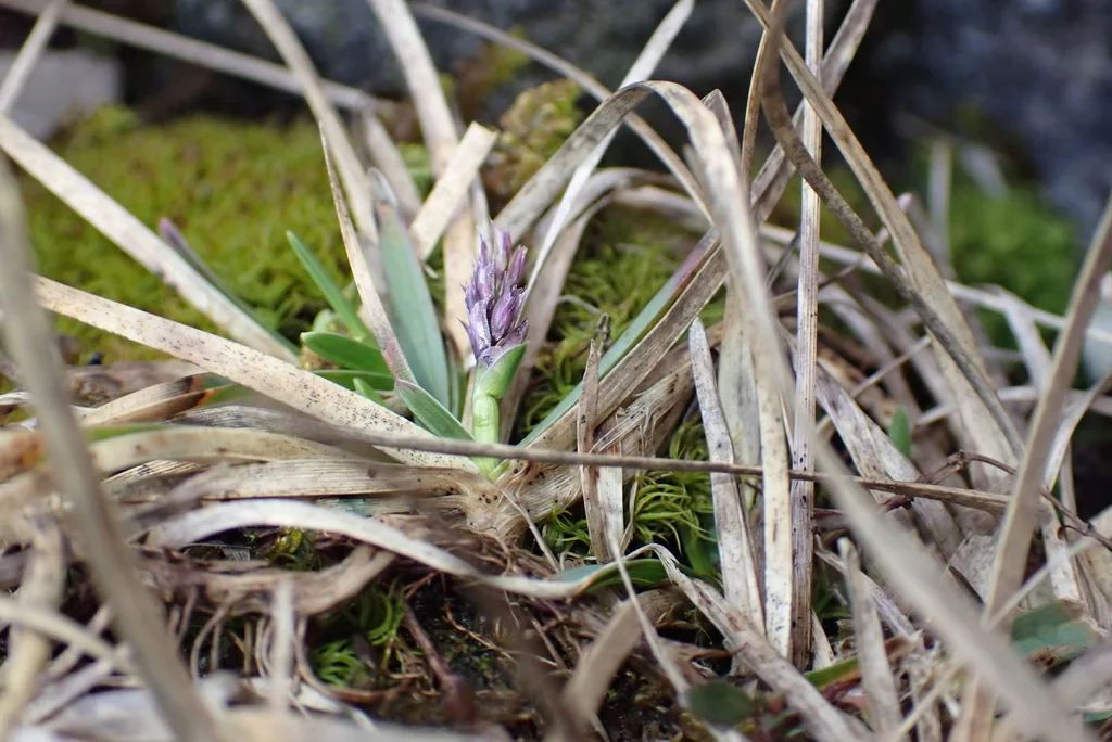 Sesleria Caerulea